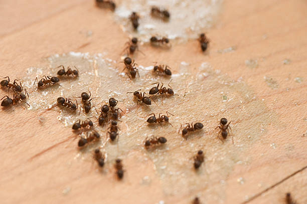 Best Affordable Pest Control Services  in Gardena, CA