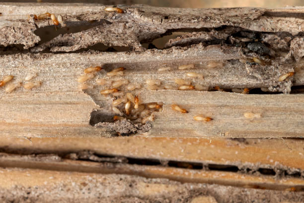 Best Local Pest Control Services  in Gardena, CA